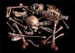 bones.webp