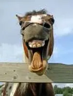 horse-lauging.webp