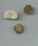 4-08-08 finds.webp