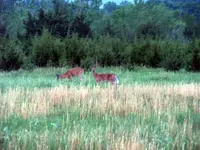 Morning Visitors1.webp