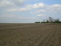 Field finds 4-22-08 002.webp