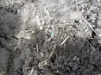 Field finds 4-22-08 001.webp