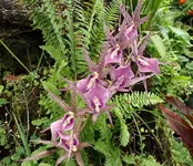 myorchid1.webp