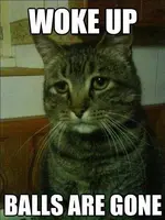 cat-woke-up-balls-are-gone.webp