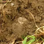 Two Reale - dirt.webp