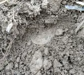 Dandy - Dirt.webp