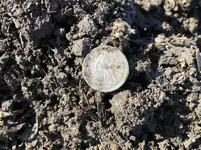 obverse seated.webp