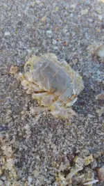 BeachMoleCrabTop.webp