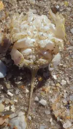 BeachMoleCrabUnderside4.webp