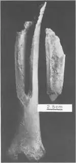 bone chip.webp bone chip.webp