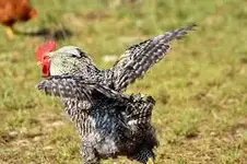 Mean_Rooster.webp
