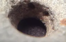 NativeAmericanPendantMaybe-BeachFind2020-FrontHoleMacro16Fissure11VNice.webp