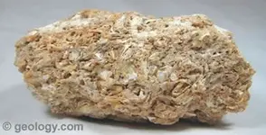 Coquina4a2929801520cb9d1bc8d4a53a22cdb4.webp