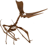 Pteranodon-sternbergi.png
