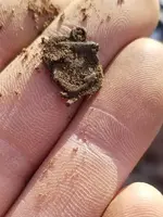 admiral nelson pin just dug.webp