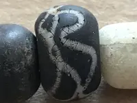 rattlesnake 1.webp