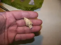 shell arrowhead a.webp