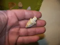 shell arrowhead b.webp