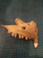 benjamins bone 2.webp