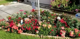 Rose Garden.webp