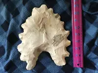 BC022F72-7F8F-49DA-B8AE-1AEAFF64B6E8.webp