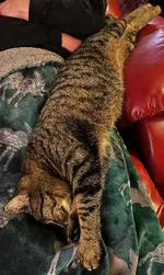 comfert cat.webp comfert cat.webp
