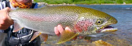 oregon trout.webp