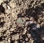 Copper 1 dirt.webp