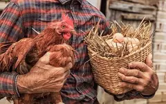 Chicken or the egg.webp