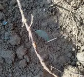 Copper 2 dirt.webp