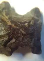 Number2PofileA-Base1.webp