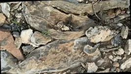 fossil site 01.webp