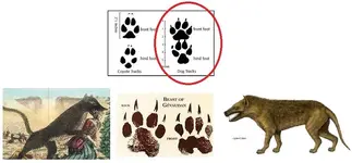 Dog Tracks.webp