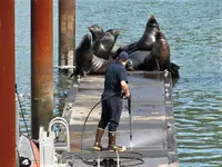 sea lions.webp sea lions.webp