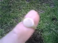 First_Ring.webp