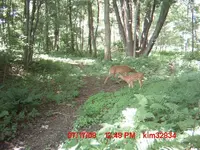 fawn trail 002.webp