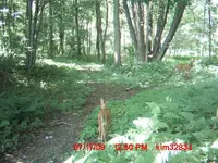 fawn trail 006.webp