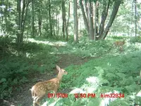 fawn trail 005.webp