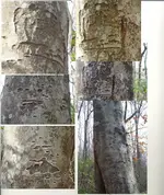 Sign FW Rabbitt Tree 6 Photos 2.webp