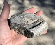 Petrified wood.webp