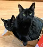 box cats.webp box cats.webp