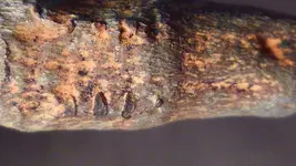 Bi-metalBarW-OrangeHandleLighterMetalTipVClose12NiceCrimps.webp