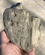 Petrified woodB.webp