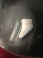 benjamins tooth find 3.webp