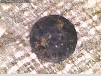 button.webp