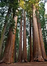 Redwood National Park California.jpg Redwood National Park California.jpg