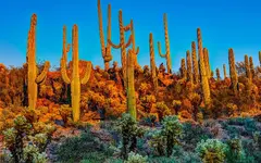 Saguaro National Park  Arizona.jpeg