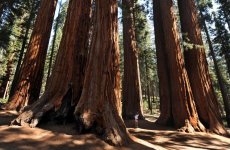 Sequoia National Park California.jpg