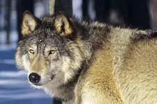 Timber Wolf.webp