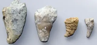 horncoral.webp